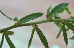 Psoralea curtisiae