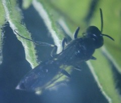 Pemphredonina