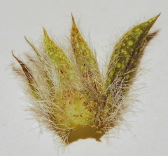 Psoralea curtisiae