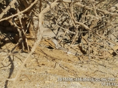 Callisaurus draconoides rhodostictus