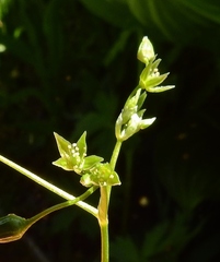 Stellaria umbellata