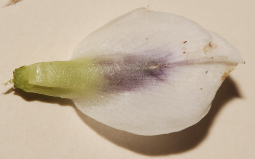 Image of Psoralea curtisiae by (c) Charles Stirton, some rights reserved (CC BY-SA)
