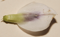 Psoralea curtisiae