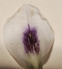 Psoralea curtisiae