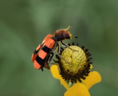 Trichodes bibalteatus
