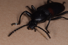 Zophobas quadrimaculatus
