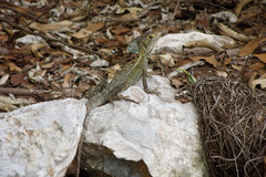 Basiliscus vittatus