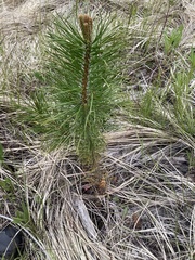 Cronartium comandrae