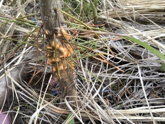 Cronartium comandrae