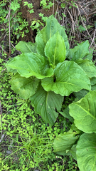 Symplocarpus foetidus