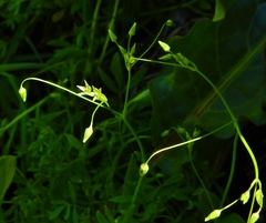 Stellaria umbellata
