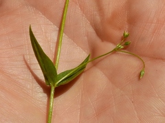 Stellaria umbellata