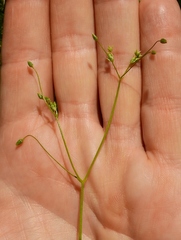 Stellaria umbellata