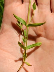 Stellaria umbellata