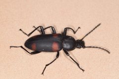 Zophobas quadrimaculatus