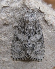 Acronicta retardata