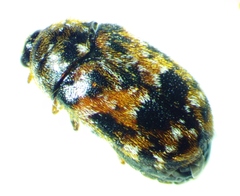 Trogoderma ornatum