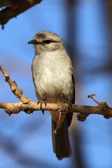 Bradornis microrhynchus
