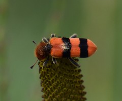 Trichodes bibalteatus