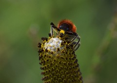 Trichodes bibalteatus