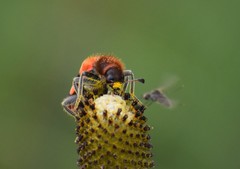 Trichodes bibalteatus