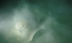 Pateobatis jenkinsii