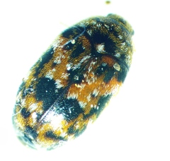 Trogoderma ornatum