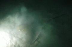 Pateobatis jenkinsii