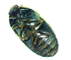 Trogoderma ornatum