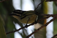 Pogoniulus bilineatus