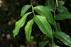 Putranjiva formosana