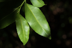 Putranjiva formosana