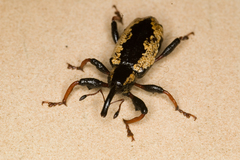 Heilipus catagraphus