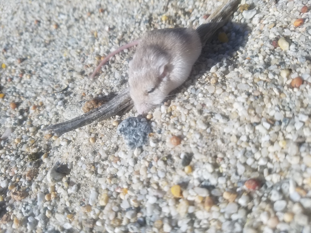 Little Pocket Mouse