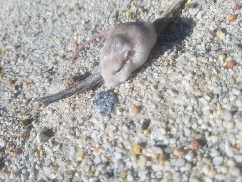 Perognathus longimembris