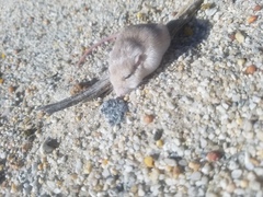 Perognathus longimembris