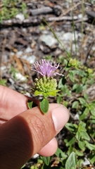 Monardella sheltonii