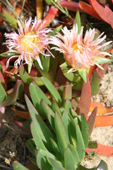 Carpobrotus virescens