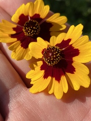 Coreopsis basalis