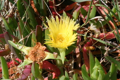 Carpobrotus virescens