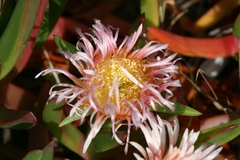 Carpobrotus virescens
