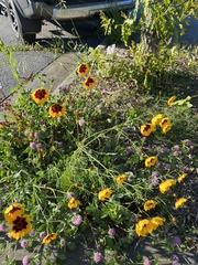 Coreopsis basalis