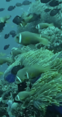 Amphiprion nigripes