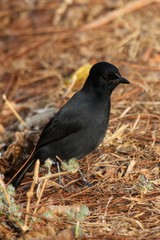 Laniarius funebris