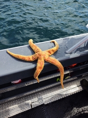 Orthasterias koehleri