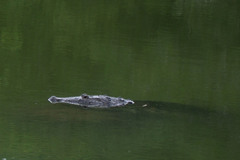 Crocodylus acutus