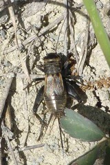 Melanogryllus desertus