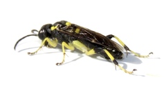 Macrophya intermedia