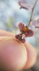 Streptanthus polygaloides