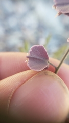 Streptanthus polygaloides